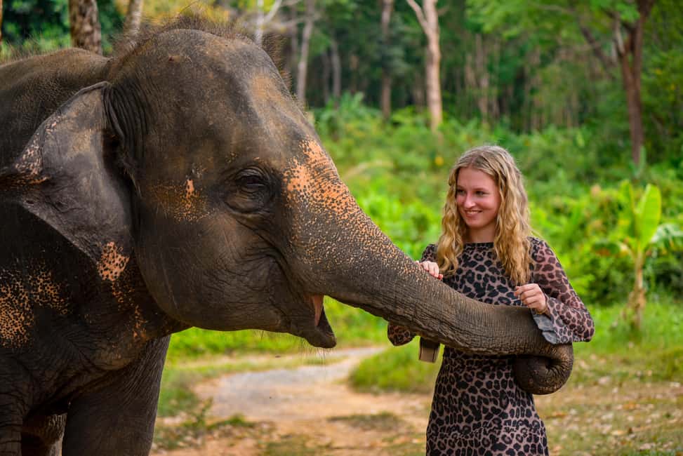 Phuket: Meet Feed & Relax with Elephant - Key Things to Know Before You Go