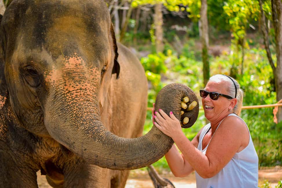 Phuket: Meet Feed & Relax with Elephant - Rescued Elephants: From Logging to Hook Injuries