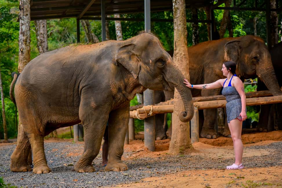 Phuket: Meet Feed & Relax with Elephant - The Feeding Moment: Hands-On, But Expect It to Be Short