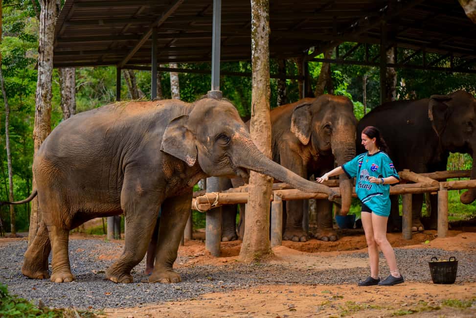 Phuket: Meet Feed & Relax with Elephant - What’s Included: Snacks, Drinks, and No Extra Guesswork