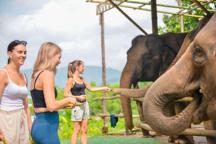 Phuket: Meet Feed & Relax with Elephant - Price and Value: Does $28 Make Sense in Phuket?