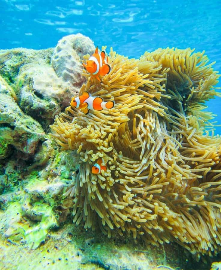 Phuket or Khao Lak: Surin Islands & Moken Village Day Trip - Mae Yai Gulf and The Tao Gulf: reef time after lunch