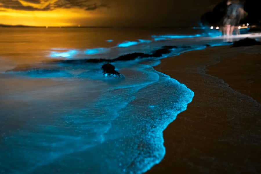 Phuket: Phang Nga Bay Bioluminescent Plankton and Sea Canoes - A Late-Afternoon Plan for Phang Nga Bay’s Best Light