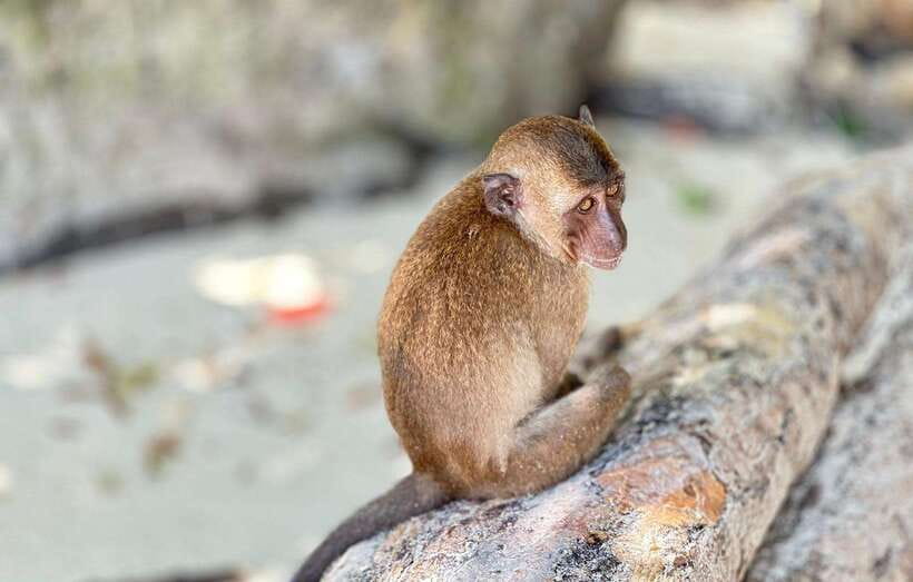 Phuket: Phi Phi Islands and Maya Bay Day Trip with Lunch - Monkey Beach photo stop: quick, and you’ll know it’s quick