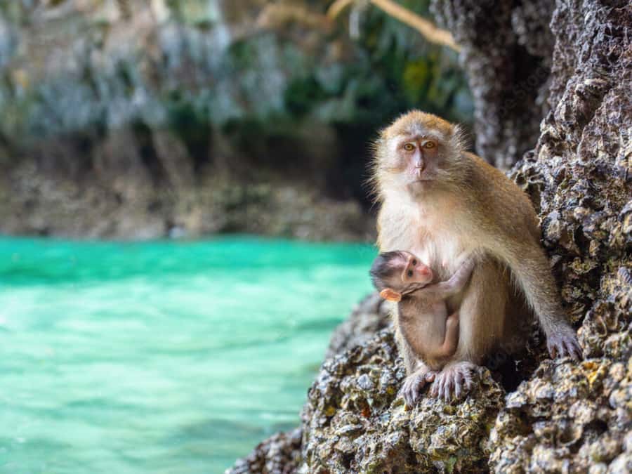 Phuket: Phi Phi Islands, Bamboo Island and Pileh Lagoon Trip - Pileh Lagoon: where the swim and snorkel time feels worth it