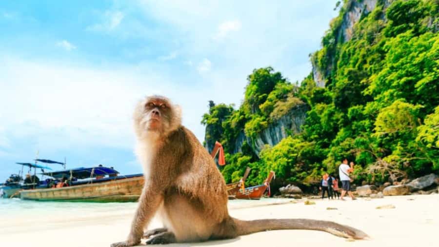 Phuket: Phi Phi Islands, Bamboo Island and Pileh Lagoon Trip - Getting back to Phuket: the 45-minute ride you’ll feel