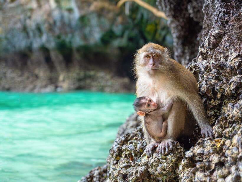 Phuket: Phi Phi, Maya and Khai Or Bamboo Island by Catamaran - Viking Cave: quick stop, cool details, and an easy breather
