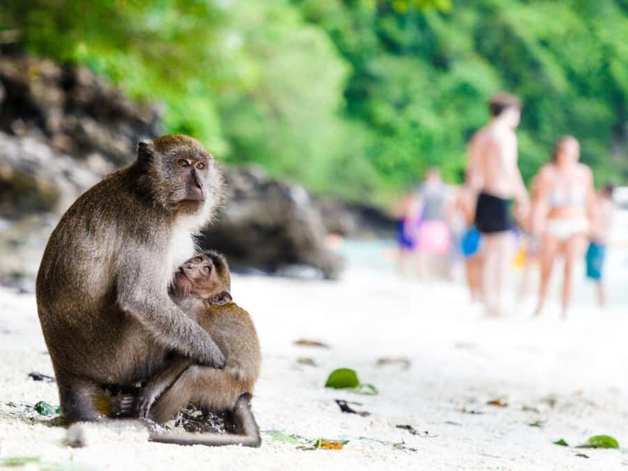 Phuket; Phi Phi, Maya Bay, Bamboo or Khai Island Speedboat - Monkey Beach photo stop: great scenery, real-life monkey caution