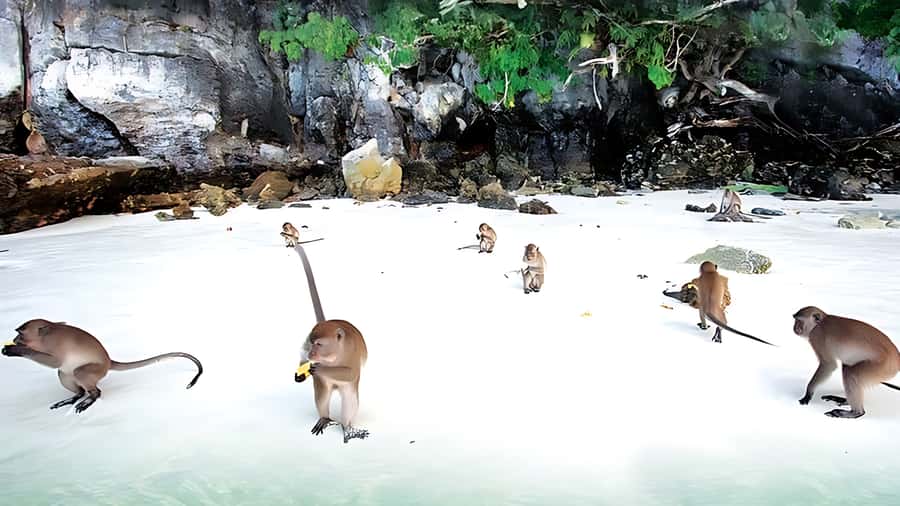 Phuket; Phi Phi, Maya Bay, Bamboo or Khai Island Speedboat - Phi Phi Don lunch break: good fuel, limited time