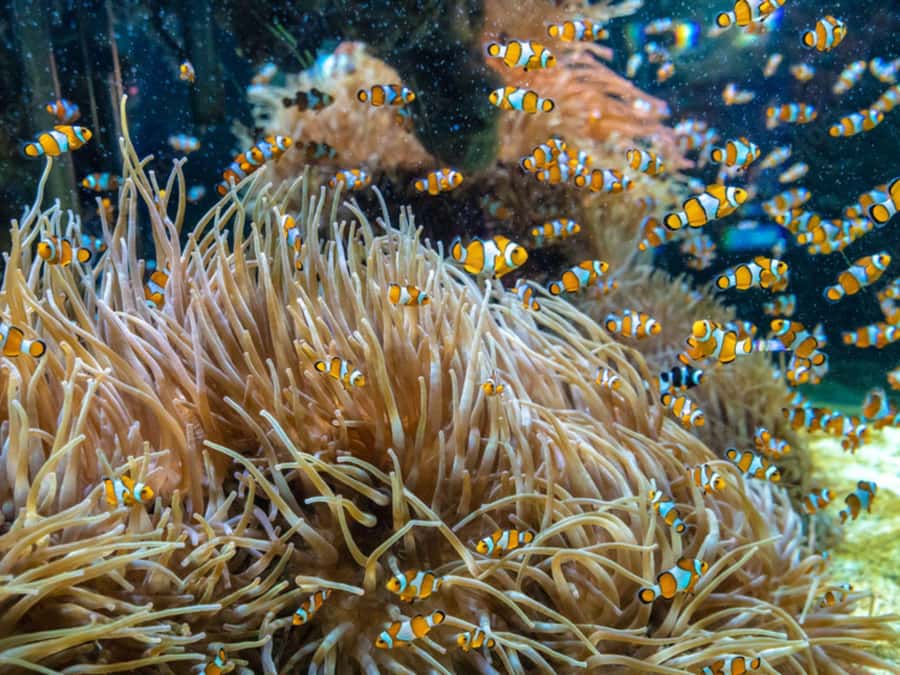 Phuket: Phi Phi, Maya, Khai or Maiton or Bamboo Island Tour - Phi Phi Lay, Pileh Lagoon, Viking Cave, and Monkey Beach: What Each Stop Delivers