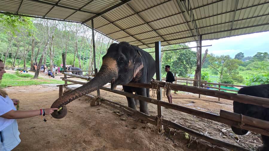Phuket: Phuket Elephant Care Sanctuary ECO Tour - Key Highlights You’ll Care About