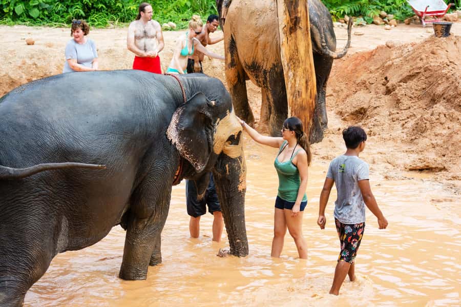 Phuket: Phuket Elephant Sanctuary, Wat Chalong & more - A 9-hour Phuket blend: rescued elephants, Wat Chalong, and Nai Harn Beach