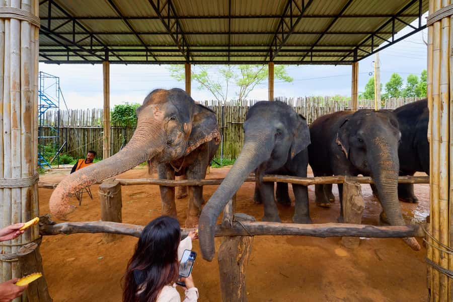Phuket: Phuket Elephant Sanctuary, Wat Chalong & more - Low-impact touches: glass bottles and carbon offset credits