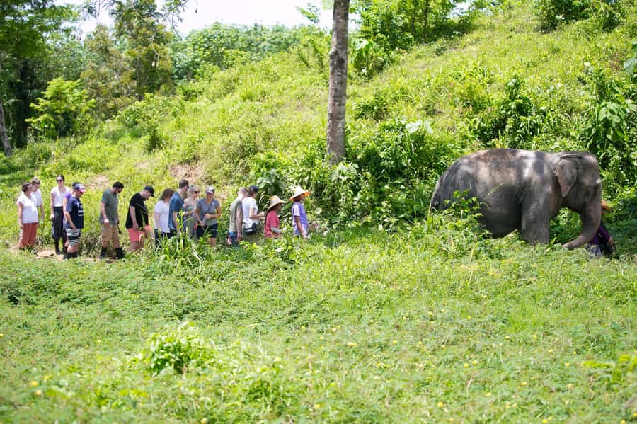 Phuket: Phuket Elephant Sanctuary, Wat Chalong & more - Phuket Elephant Sanctuary: what the half-day really feels like