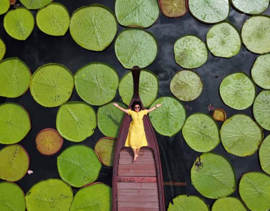 Phuket: Private & All-Inclusive Giant Water Lilies Tour - Practical Tips for a Smooth 5 Hours in Phuket