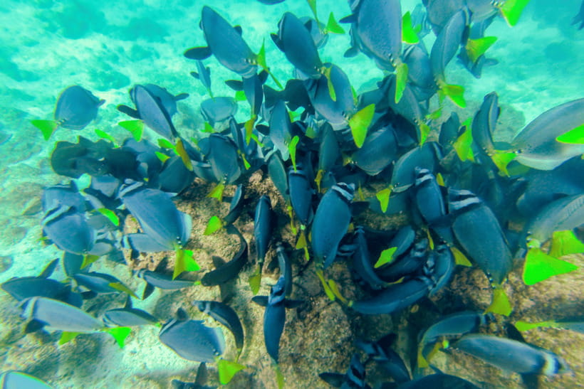 Phuket: Racha and Coral Islands Speedboat Trip with Lunch - How the Day Actually Flows (450 Minutes, Realistic Expectations)