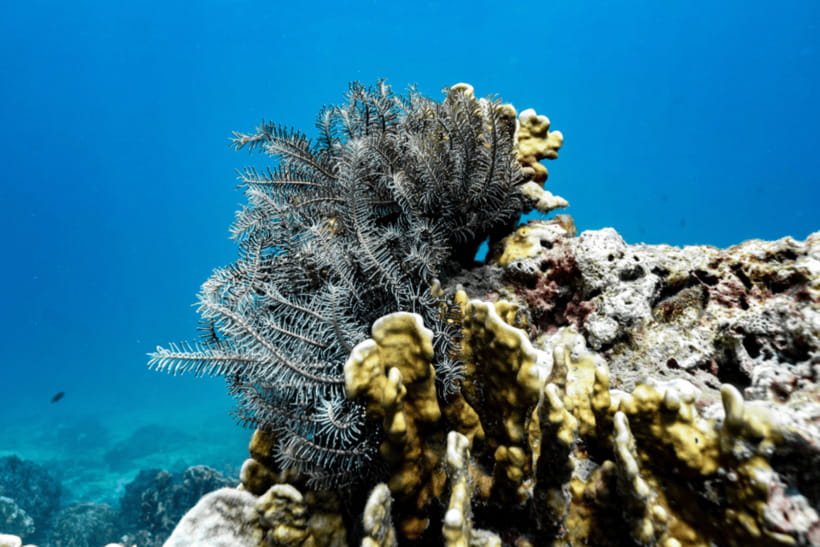 Phuket: Racha and Coral Islands Speedboat Trip with Lunch - Snorkeling Gear and Safety: What’s Covered and What You Might Still Want