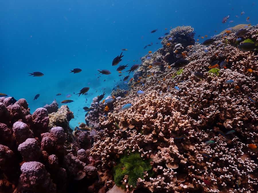 Phuket: Racha Islands Premium Tour with Snorkel & Lunch - Weather and sea conditions: the real factor in how the day feels