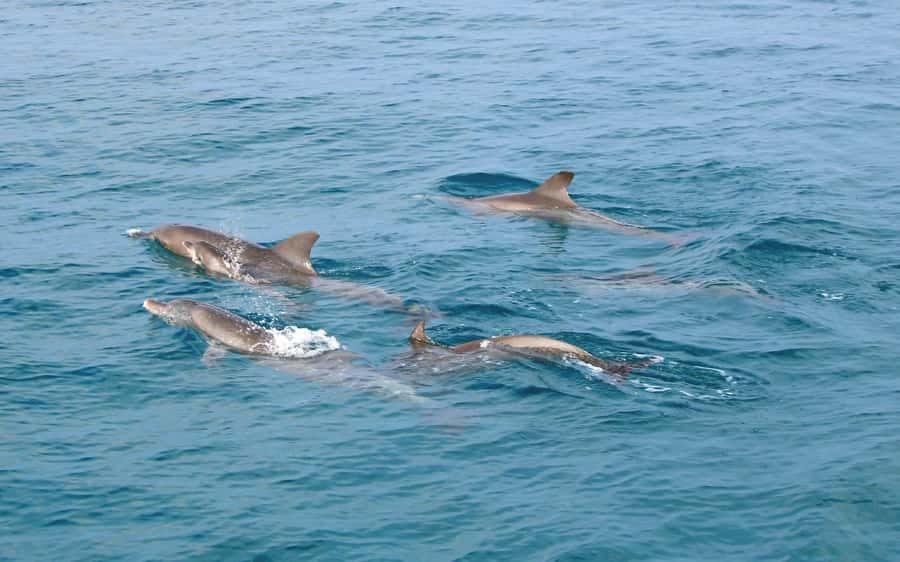 Phuket: Racha Islands Premium Tour with Snorkel & Lunch - Price and value: is $96 fair for what you actually get?