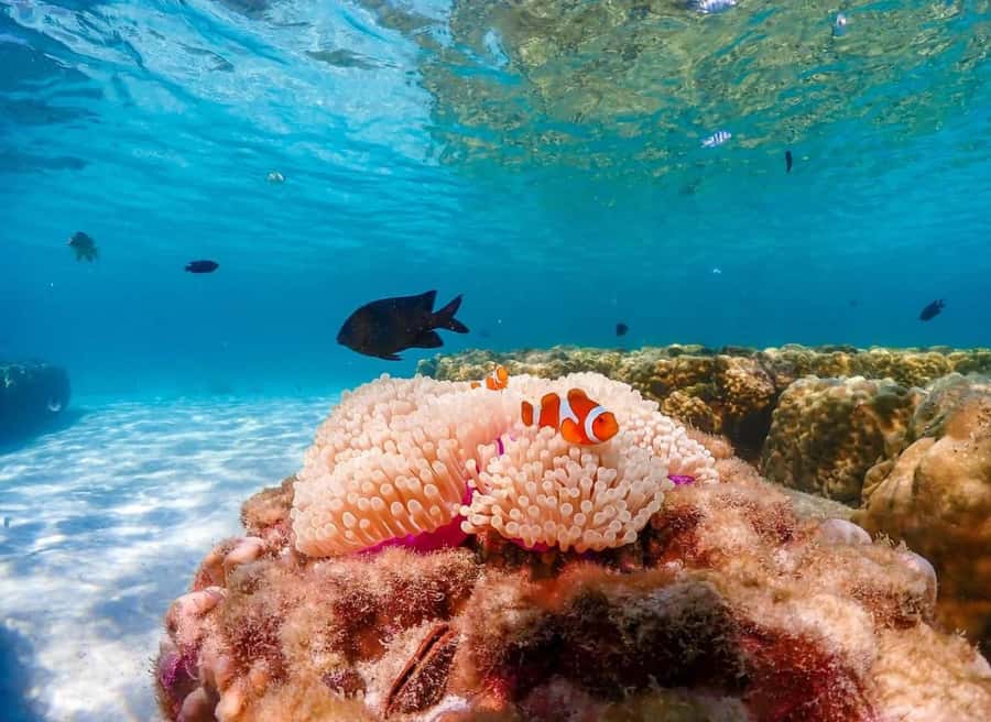 Phuket: Racha Noi & Maiton Catmaran Tour with Beach Picnic - Photography: how the 5 free travel photos help you enjoy the day