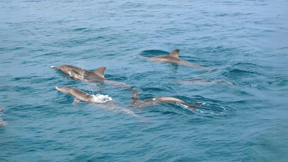 Phuket: Raya Island, Maithon Island, & Dolphin Spotting Tour - Second Snorkel Stop on Raya Yai: More Fish Time, Less Stress