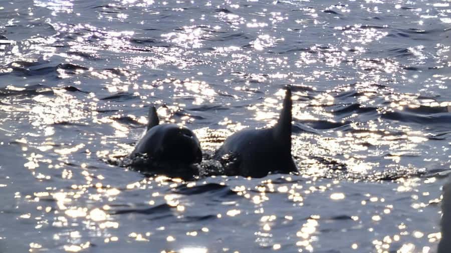 Phuket: Raya Island, Maithon Island, & Dolphin Spotting Tour - Boat Day Logistics: Time on Speedboats and How to Prepare