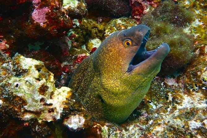 Phuket Scuba Diving Maiton Private Island Small Group or Snorkel - Who Should Book This, and Who Should Skip It