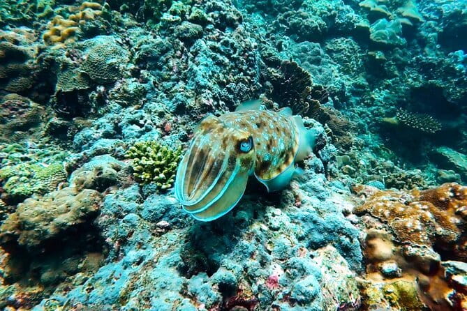 Phuket Scuba Diving Maiton Private Island Small Group or Snorkel - Small-Group Boat, Included Gear, and Instructor Support That Matters