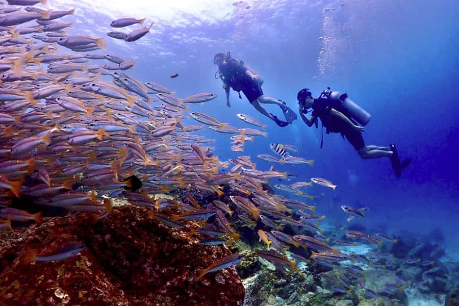 Phuket Scuba Diving Racha Islands 1-3 Dives For All Levels - Key Points Before You Go