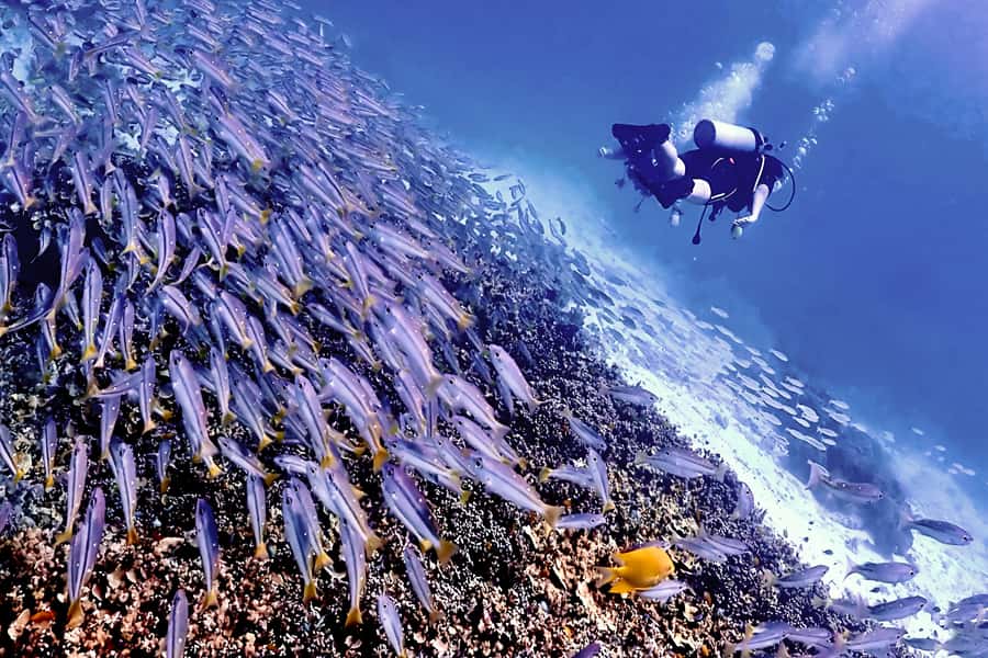 Phuket Scuba Diving Racha Islands 1-3 Dives For All Levels - Beginner-Friendly Setup: First Underwater Breaths Without Swimming Skills