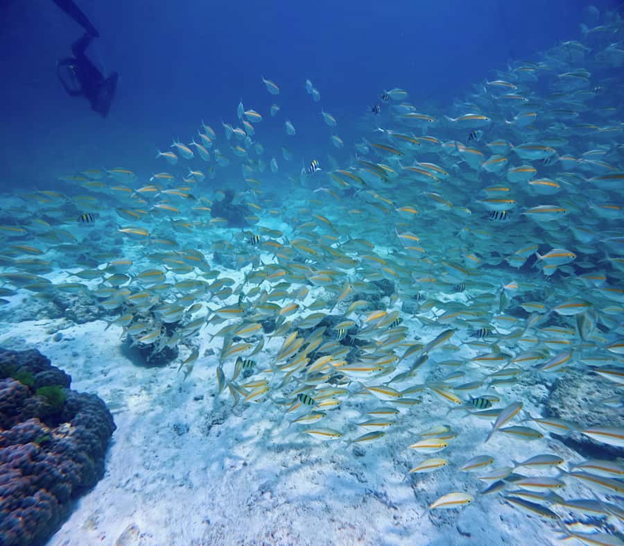 Phuket Scuba Diving Racha Islands 1-3 Dives For All Levels - What You Actually Get for $147: Transfers, Gear, and Food