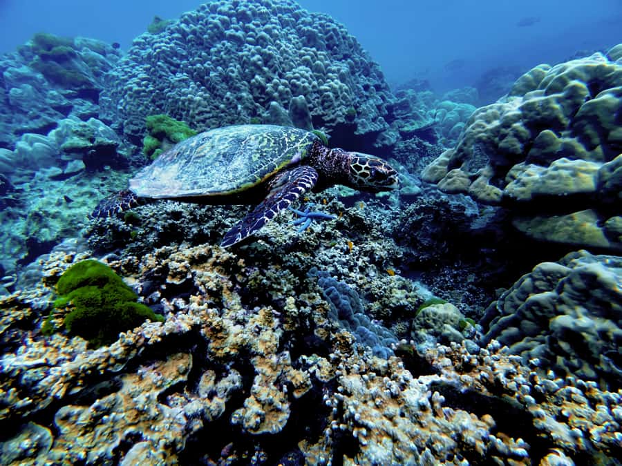 Phuket Scuba Diving Racha Islands 1-3 Dives For All Levels - Reef Time Meets Real Life: Marine Life, Visibility, and Comfort