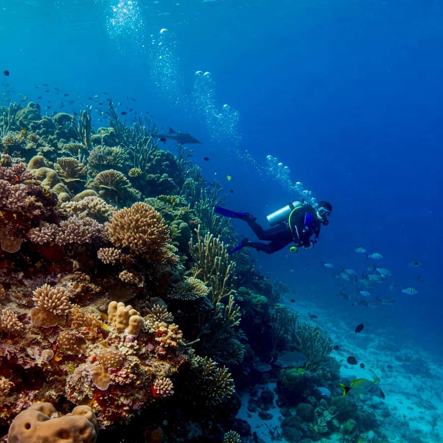 Phuket Scuba Diving Racha Islands 1-3 Dives For All Levels - Who This Trip Fits Best (And Who Should Skip It)