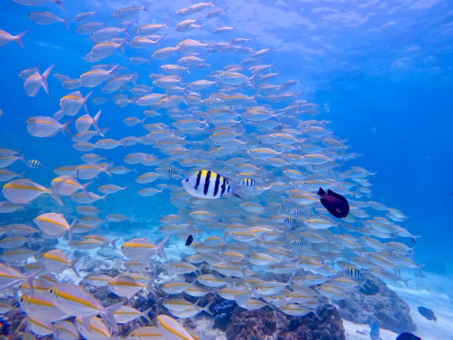 Phuket Scuba Diving Racha Islands 1-3 Dives For All Levels - Should You Book This Racha Islands Scuba Outing?