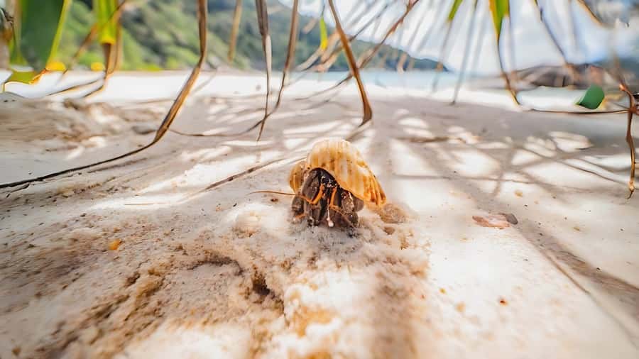 Phuket: Similan Island by Speedboat - Koh Payu and Koh Bangu: rock, coves, and more time in the water