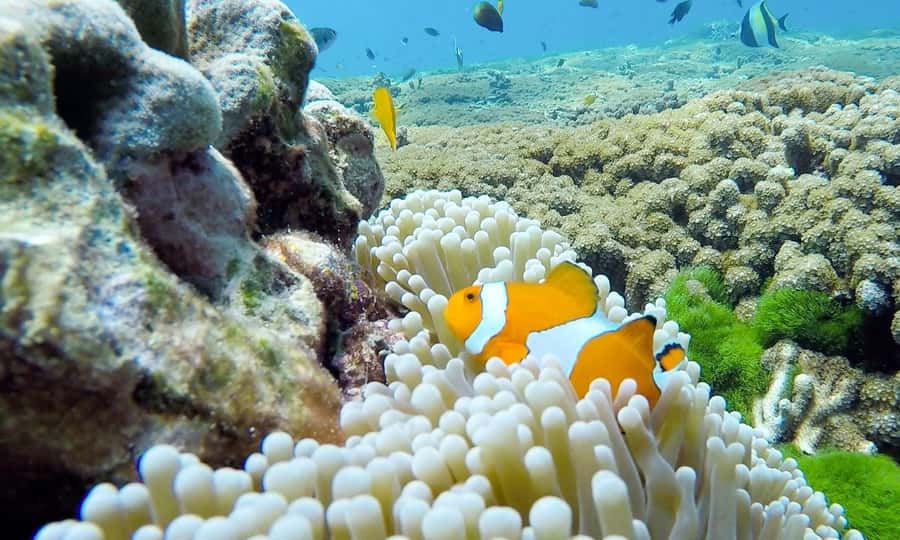 Phuket: Similan Island Full-Day Trip by Speedboat with Meals - Similan Island (Koh 8) and Sailing Rock: beach time plus a viewpoint climb