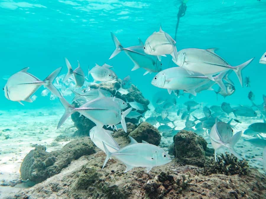 Phuket: Similan Island Full-Day Trip by Speedboat with Meals - Getting to the pier and meals that keep the day comfortable