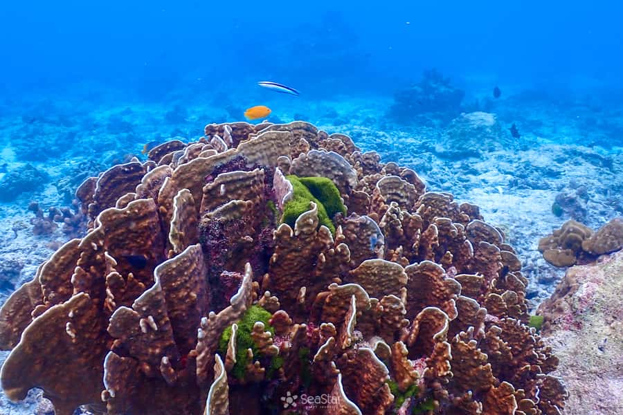 Phuket: Similan Island Snorkeling Adventure full day tour - Key things to know before you go