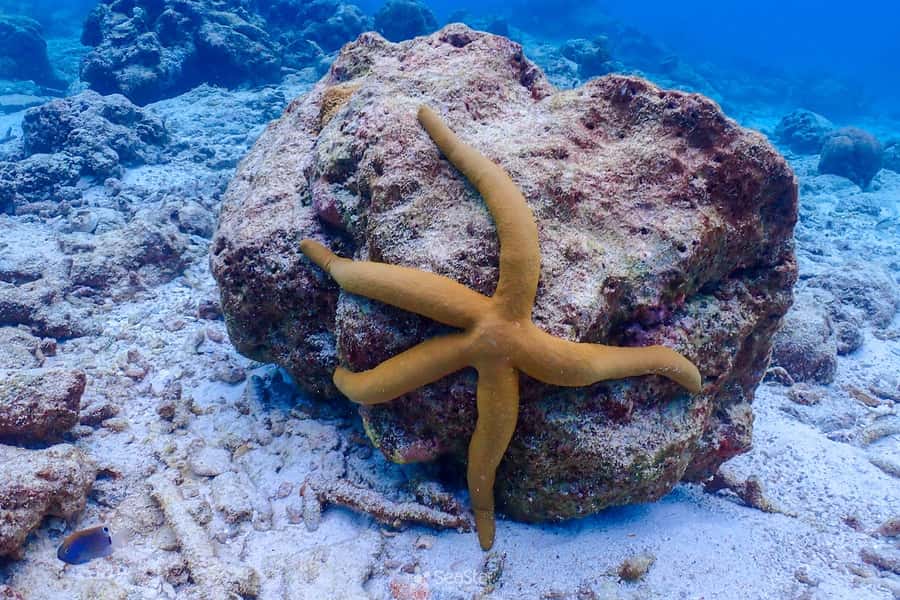 Phuket: Similan Island Snorkeling Adventure full day tour - Price and value: why $131 works, and what costs extra at the pier