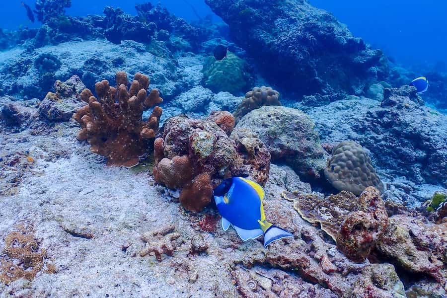 Phuket: Similan Island Snorkeling Adventure full day tour - Food and drinks that actually help a full-day plan