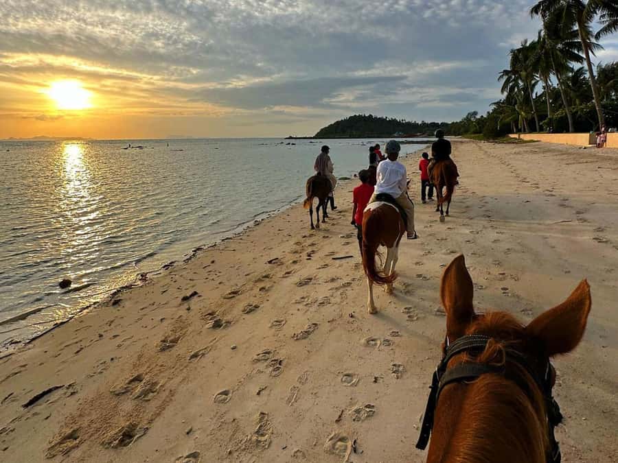 Phuket: Sunset Beach Horseback Journey - Horse handling and safety rules: how they affect beginners and confident riders