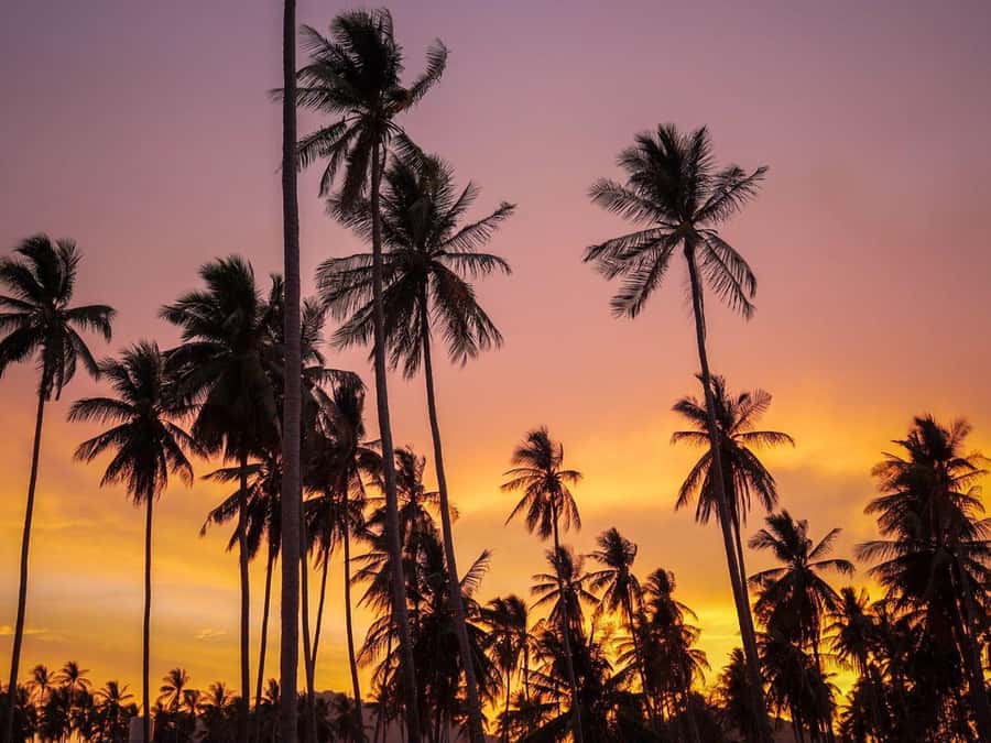 Phuket: Sunset View and Seafood Market Dinner Guided Tour - Dinner at a Local Restaurant With Your Market Picks