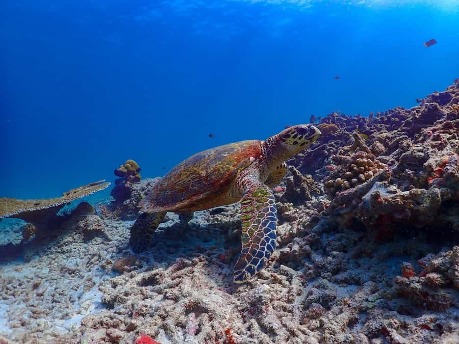 Phuket: Surin Islands & Moken Village Premium Snorkel Tour - Moken village: meet the sea-gypsy community and shop thoughtfully
