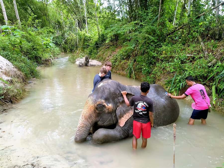 Phuket: Turtles, Rafting & Elephants Private Ethical Tour - Khaolak Elephant Conservation: observation-only, and the rules are the point