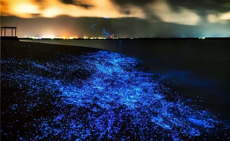 Phuket : Twilight Sea Canoe Tour with Glowing Plankton - Phuket Twilight Sea Canoe: the day’s wow factor in plain terms