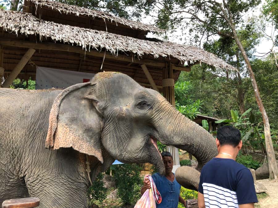 Phuket: White Water Rafting, Zipline, and Elephant Sanctuary - Lunch and the in-between breaks: where the day regroups