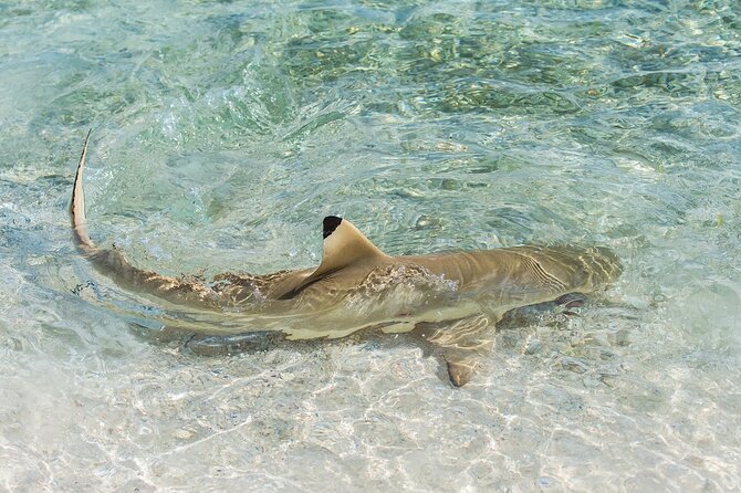 Phuket: Wow Andaman Snorkeling Trip to Phi Phi & Bamboo Islands - Monkey Beach and Camel Rock: A Sight Stop with Real Wildlife Etiquette