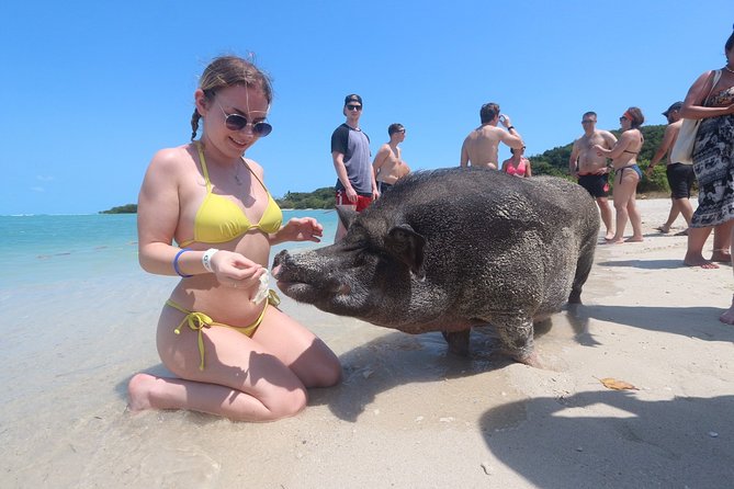 Pig Feeding, Kayaking, Snorkeling Trip at Pig Island By Speedboat From Koh Samui - The part that can disappoint: pig count, pig behavior, and waiting time