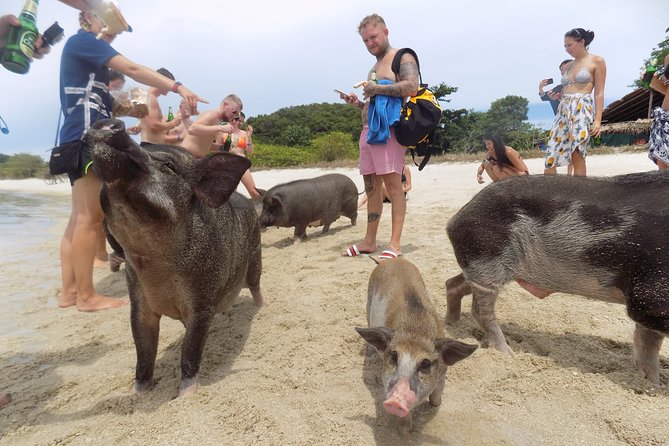 Pig Feeding, Kayaking, Snorkeling Trip at Pig Island By Speedboat From Koh Samui - Speedboat ride quality: when transport is the secret weapon