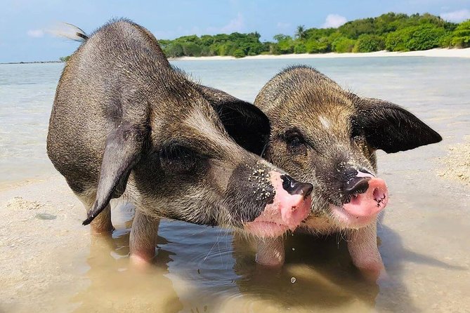 Pig Feeding, Kayaking, Snorkeling Trip at Pig Island By Speedboat From Koh Samui - Koh Samui to the dock: pickup, meeting point, and how the day moves